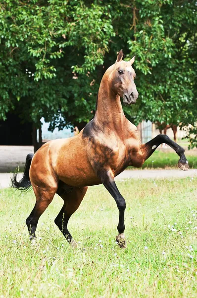 ベイエリアの akhal 着く馬の飼育 — ストック写真