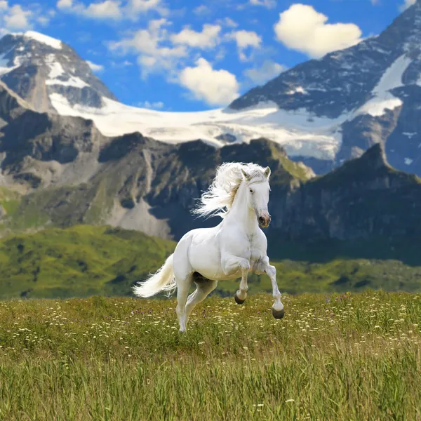 Cavalo branco correr galope no vale — Fotografia de Stock