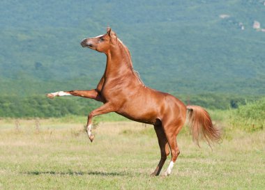 Chestnut arabian stallion rearing clipart