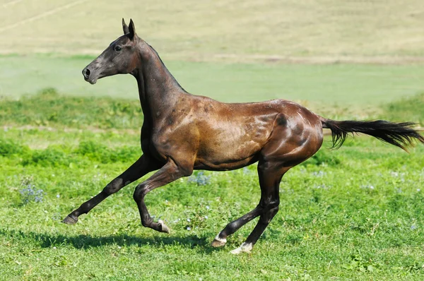黒 akhal 着く実行若い種馬ギャロップ — ストック写真