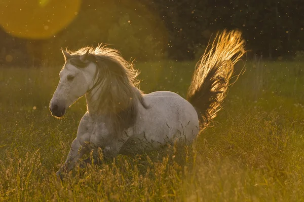 Garanhão de cavalo branco em luz dourada — Fotografia de Stock