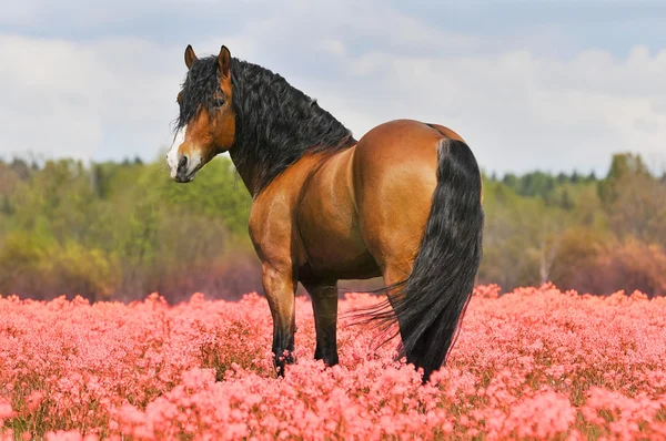 Bay stallion on the pink field — Stock Photo, Image
