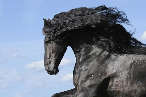 Porträtt av rörliga frisiska svart häst hingst — Stockfoto