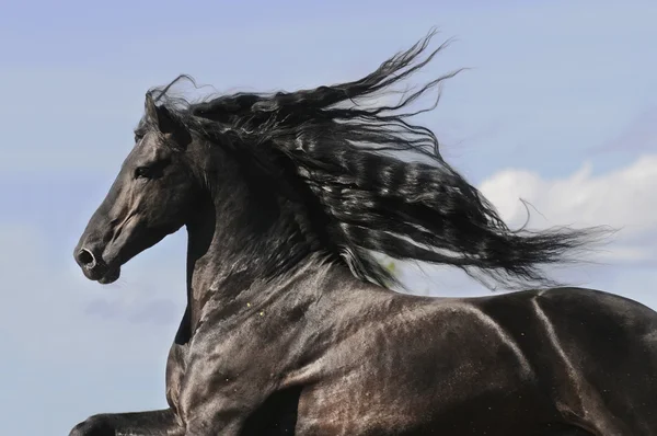 Portrait of moving friesian black horse — Stock Photo, Image