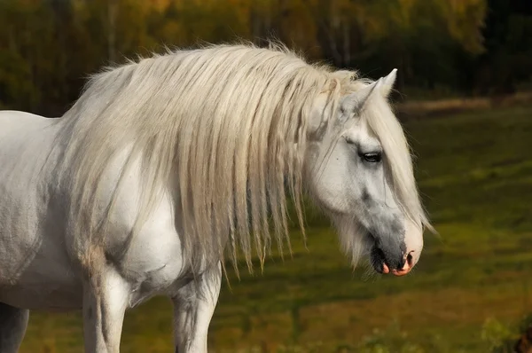 Vit häst på hösten — Stockfoto