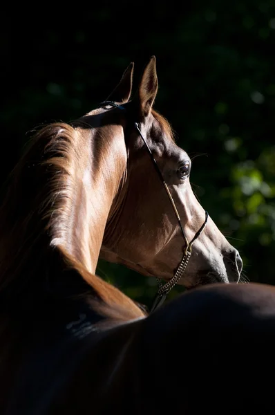 Bay arabian horse portrait — Stock Photo, Image