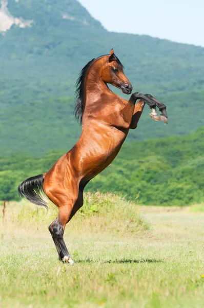 Bay arabian stallion rearing — Stock Photo, Image