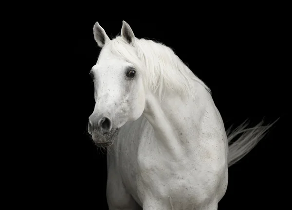 White arabian horse stallion portrai on black — Stock Photo, Image