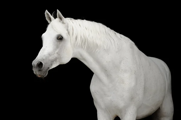 White arabian horse on black backgroud — Zdjęcie stockowe