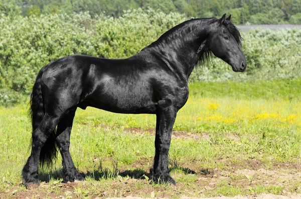 Zwarte Friese paard — Stockfoto