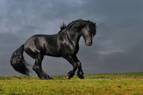 Black friesian stallion gallop in sunset — Stock Photo, Image