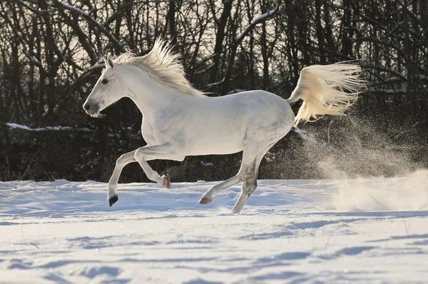 Bílý kůň hřebec běží tryskem — Stock fotografie