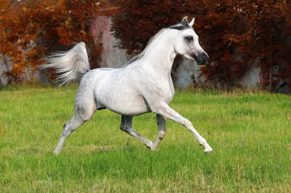 Білий арабський кінь — стокове фото