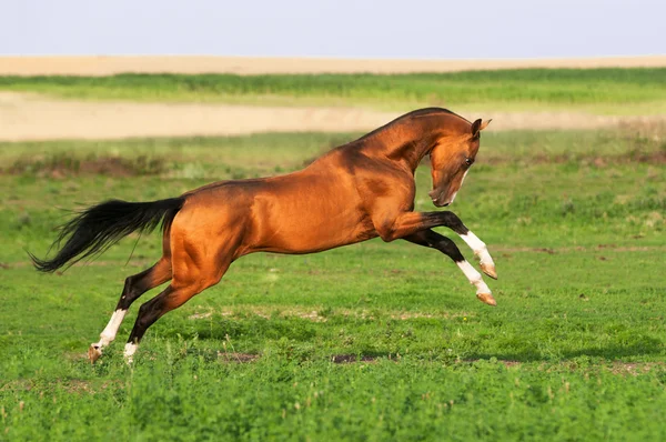 Golden akhal-teke horse runs gallop — Stock Photo, Image