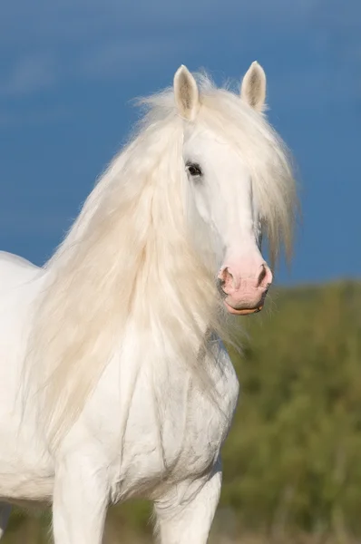 Cavallo bianco in autunno — Foto Stock