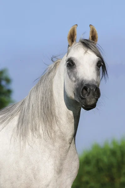 Porträt eines weißen arabischen Pferdes — Stockfoto