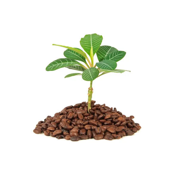 Planta de café — Foto de Stock