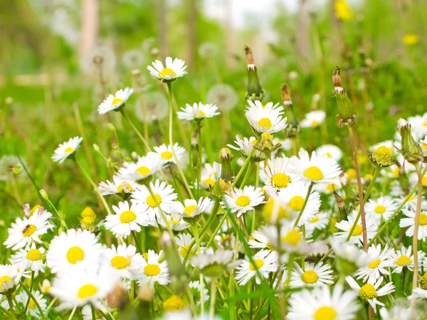 stock image Daisies