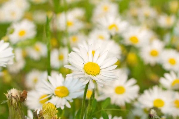 stock image Daisies