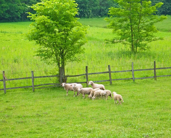 Moutons — Photo