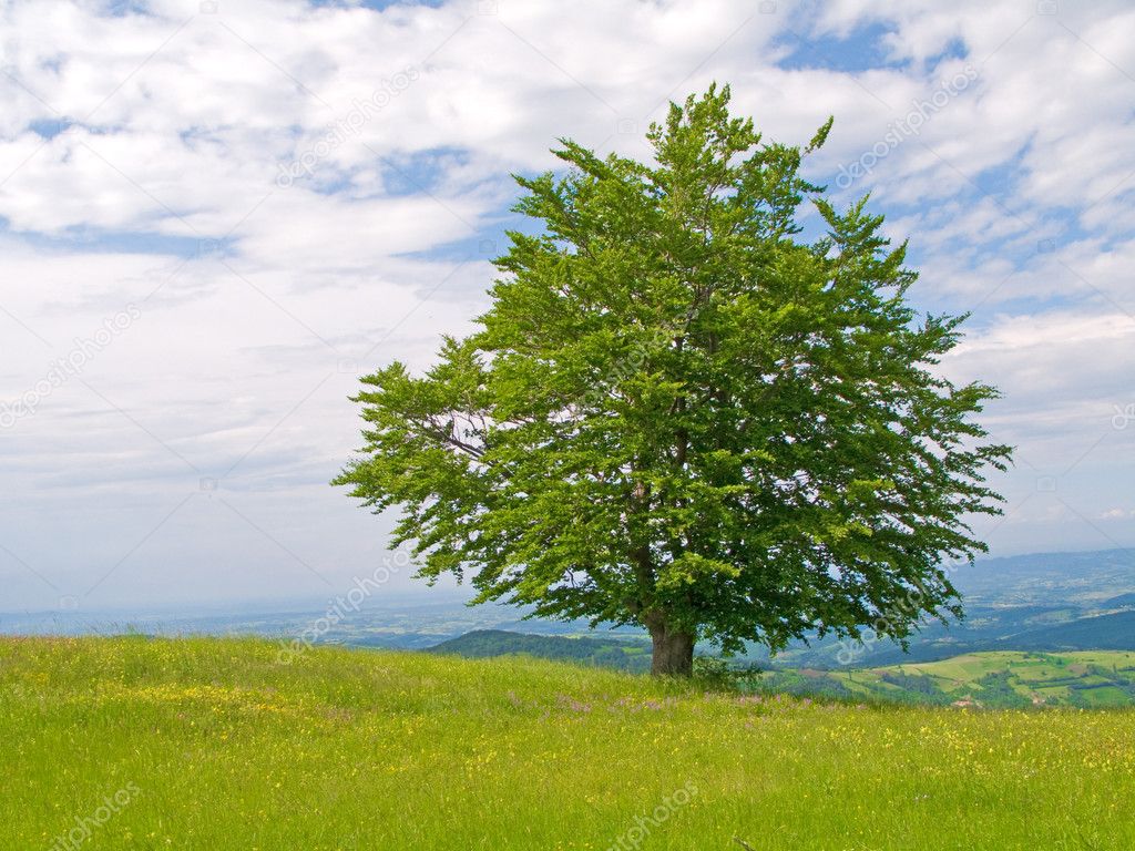 Mountain landscape