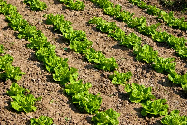 Green salad field — Stock Photo, Image