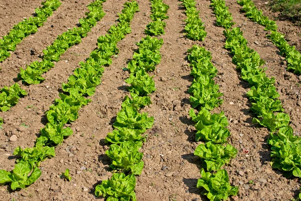 Green salad field — Stock Photo, Image