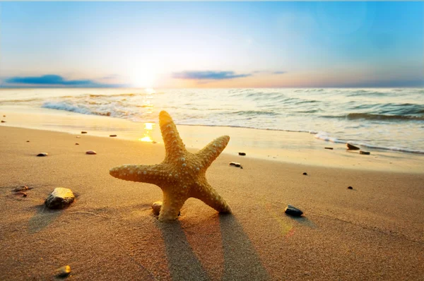 Hvězdice na pláži — Stock fotografie