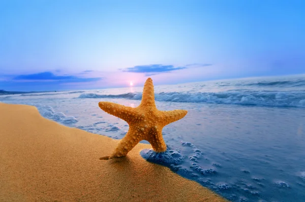 Étoile de mer sur la plage — Photo