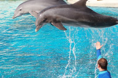 Dolphins show clipart