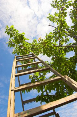 Garden ladder clipart