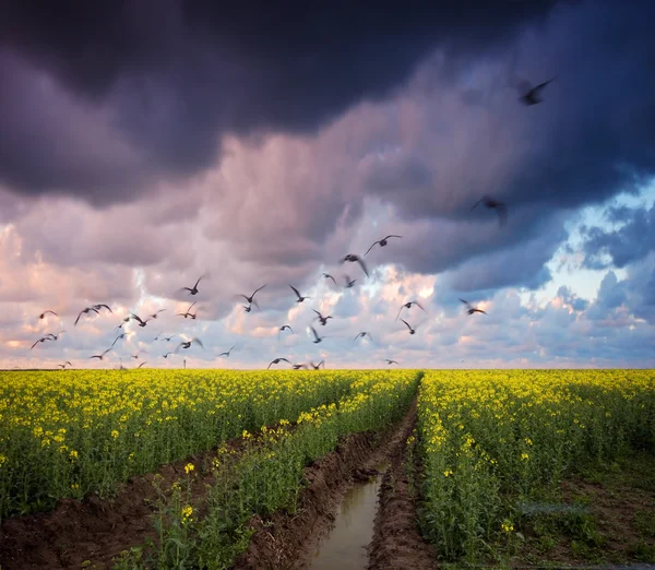 Stormy summer landscape — Stock Photo, Image