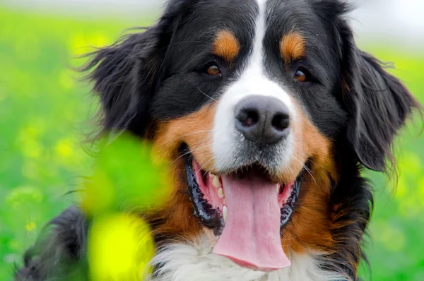 Bernese Mountain Dog retrato —  Fotos de Stock