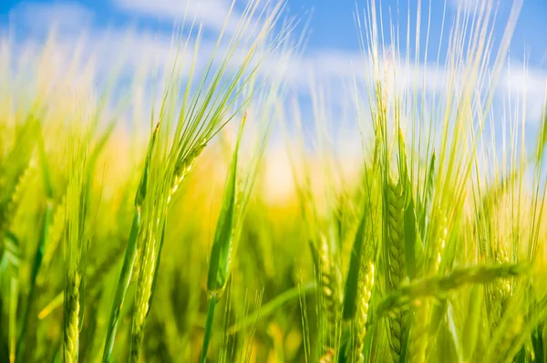 Campo de trigo. Agricultura — Foto de Stock