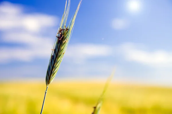Пшеничное поле. Сельское хозяйство — стоковое фото