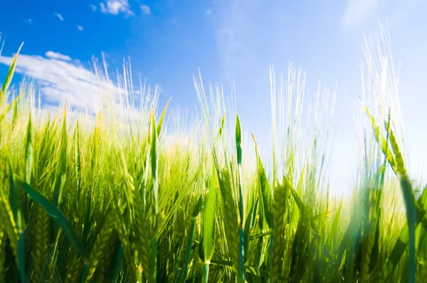 Champ de blé. Agriculture — Photo