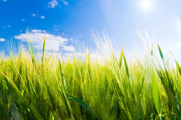 Пшеничное поле. Сельское хозяйство — стоковое фото