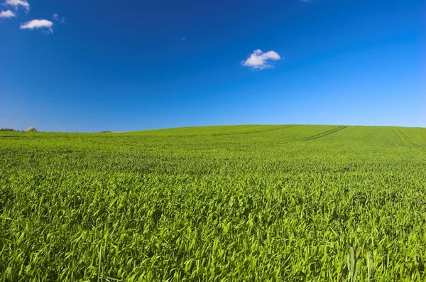 Gras und blauer Himmel — Stockfoto