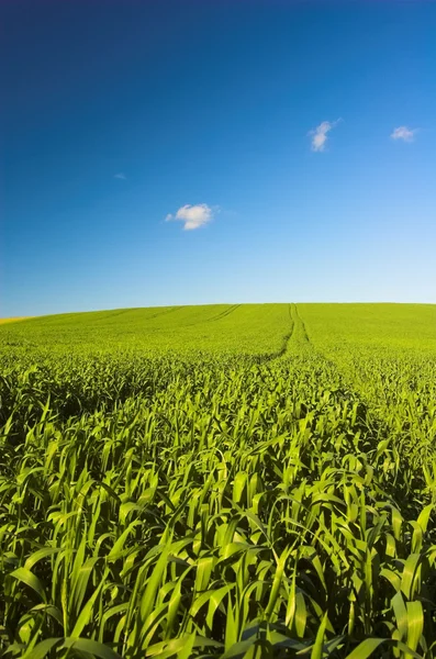 Gras en blauwe lucht — Stockfoto