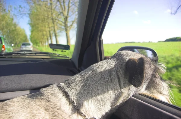 Perro en la ventana del coche — Foto de Stock