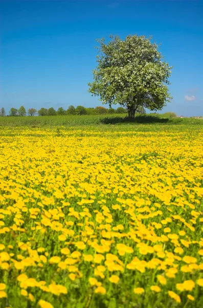 Spring on meadow — Stock Photo, Image