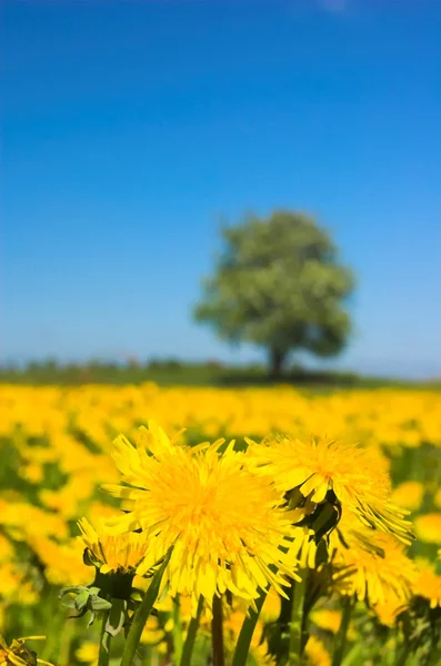 Primavera no prado — Fotografia de Stock