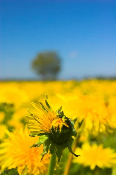 Sarı bahar çiçekleri — Stok fotoğraf
