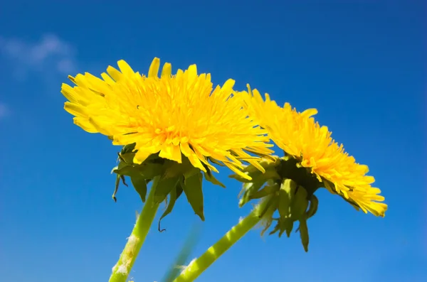 黄色春天的花朵 — 图库照片
