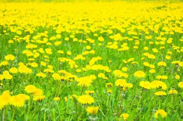 Flores prado — Fotografia de Stock