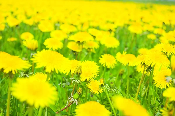 Flowers meadow — Stock Photo, Image