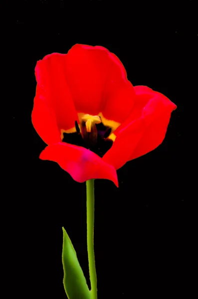 Весна tulip — стокове фото