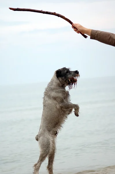 Cão se divertindo — Fotografia de Stock