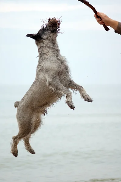 Anjing bersenang-senang — Stok Foto