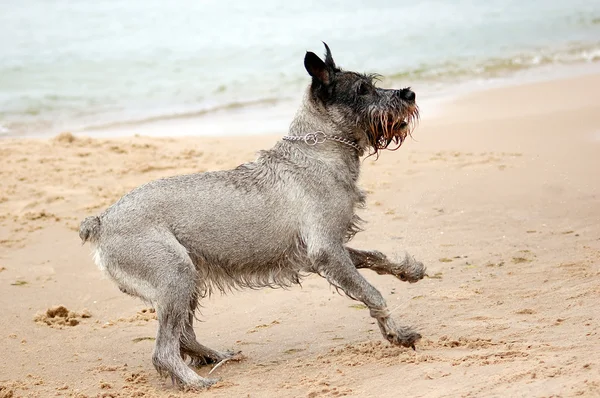 Активная собака — стоковое фото
